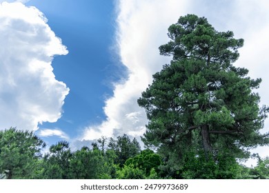 A tall pine tree standing tall against a bright blue sky with large, fluffy white clouds. The trees branches reach towards the sky, creating a sense of grandeur and strength. - Powered by Shutterstock