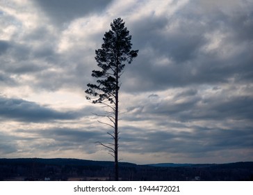 A tall pine tree is standing alone on the top of  a hill against a gloomy dramatic sky, on a winter cloudy day at sunset. Silhouette of a pine tree. Visit Sweden.
