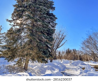 A tall pine tree surrounded by deep snow under a clear blue sky with sunlight peeking through branches.