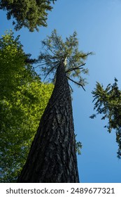 Tall pine tree trunk and branches in a forest in Europe. Sunny summer day, blue sky, low angle looking up, no people.