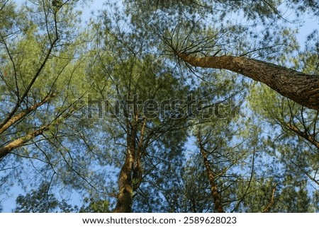 Tall pine tree viewed from below with blue sky.Ecology and environment concept.For graphic design,3D rendering and banner background