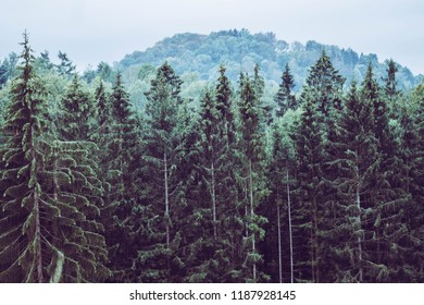 tall pine trees