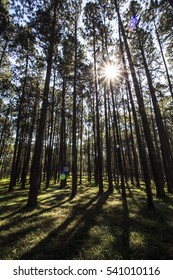 tall pine trees