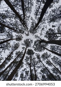 Tall Pine Trees From Below Perspective – Forest Canopy View, Nature Background, Minimal Sky, Natural Woodland Landscape