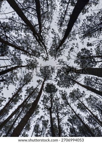 Tall Pine Trees From Below Perspective – Forest Canopy View, Nature Background, Minimal Sky, Natural Woodland Landscape