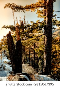 Tall pine trees and broken trunks stand in a mountain forest landscape bathed in warm, golden hour sunlight with patches of snow on the ground
