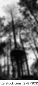 Tall pine trees captured from a low angle perspective in a moody monochromatic forest setting