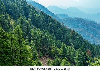 Tall pine trees close up in the park hills mountains. thick cedar forests. firs tall trees forests and woodlands background. Lush green pine tree forest fresh on mountain side forrest of trees - Powered by Shutterstock