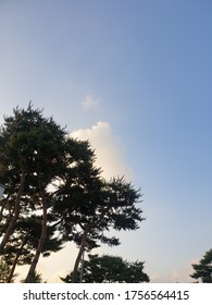 tall pine trees, clouds, and the sky