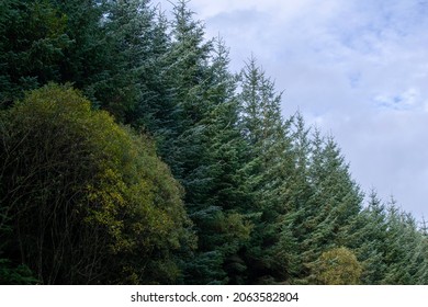 Tall pine trees, cloudy sky 