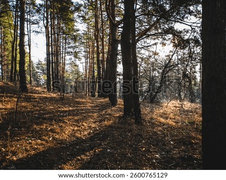Tall pine trees create an atmosphere of privacy in the morning, spring forest. Warm sunlight breaks through the branches, filling the space with peace and tranquility.