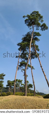 Similar – Baum hinter einem Sonnensegel