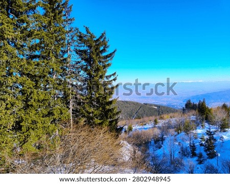 Tall pine trees in foreground frame a snowy mountain slope leading to expansive valley panorama with distant ridges under clear blue sky, Vitosha Mountains near Sofia, Bulgaria.