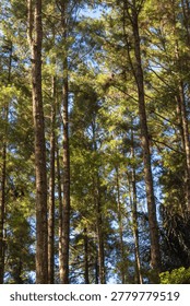 Tall Pine Trees in Forest