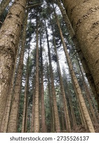 Tall pine trees in forest, low-angle vertical close-up looking up