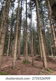 Tall pine trees in forest, low-angle vertical shot looking up