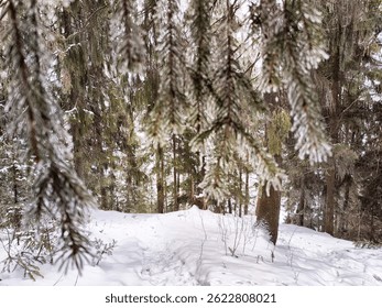Tall pine trees frame a snowy trail, dappled sunlight filters through the branches on a winter day.