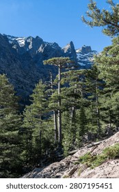 Tall pine trees frame a view of jagged, snow-streaked mountain peaks under a clear blue sky.