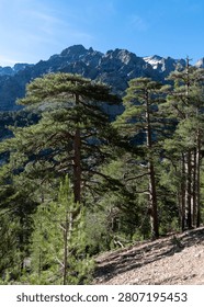 Tall pine trees frame a view of jagged, snow-streaked mountain peaks under a clear blue sky.