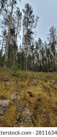 Tall Pine Trees and Mossy Forest Floor in Norwegian Woodland under Cloudy Sky