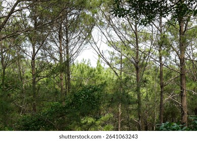 Tall Pine Trees in Natural Forest Environment