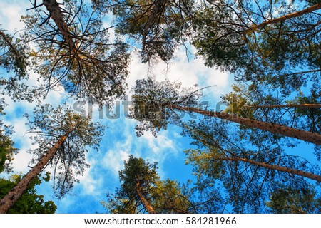 tall pine trees on a background of clouds in the forest