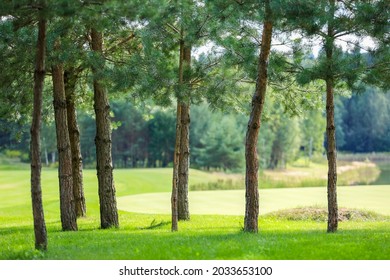 Tall Pine Trees On The Golf Course In A Sun. High Quality Photo