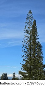 Tall Pine Trees Reaching into a Clear Blue Sky