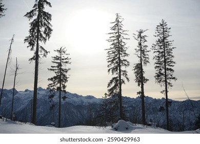 Tall pine trees in a snowy alpine landscape with sun shining over mountain peaks in Austria.