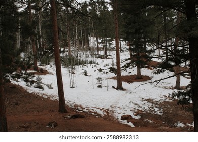 Tall Pine Trees in a Snowy Forest | Winter Nature Scene

Sunlight filters through towering pine trees in a serene, snow-covered forest. A peaceful winter landscape with a clear blue sky.