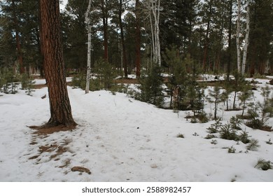 Tall Pine Trees in a Snowy Forest | Winter Nature Scene

Sunlight filters through towering pine trees in a serene, snow-covered forest. A peaceful winter landscape with a clear blue sky.