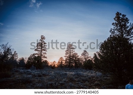 Tall pine trees stand in dark silhouette above a wide sagebrush flat, with a deep orange sun just touching the horizon beneath a clear blue evening sky.
