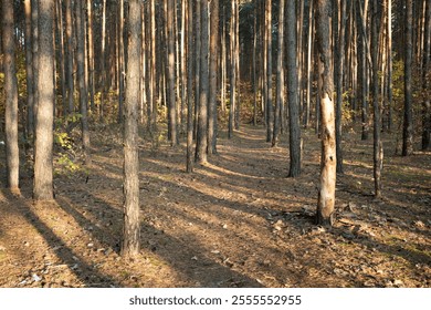 Tall Pine Trees in Sunlit Autumn Forest Landscape - Powered by Shutterstock