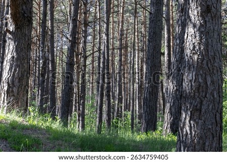 Tall Pine Trees in a Sunlit Forest