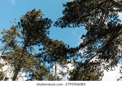 Tall pine trees viewed from below, framing a bright blue sky with natural branches and soft spring daylight in a forest.