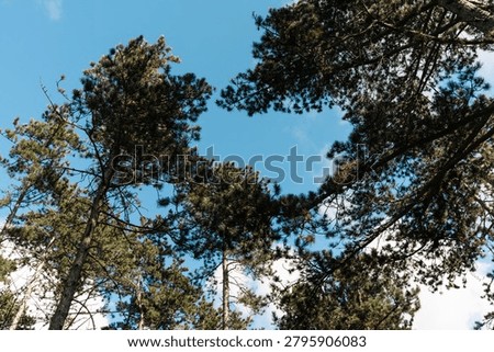 Tall pine trees viewed from below, framing a bright blue sky with natural branches and soft spring daylight in a forest.