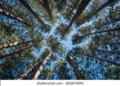 Tall Pine Tress From The Ground Up Perspective On A Blue  Sky Background 