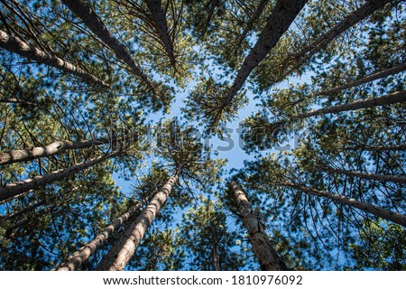 Tall pine tress from the ground up perspective on a blue  sky background 
