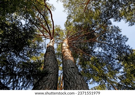 Tall pines and their top branches against a sky are part of the landscape here in a forest near the village of Wilga in Poland.