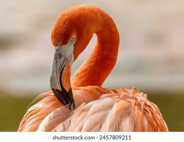 Tall pink wading bird with long neck  curved beak. Feeds on shrimp in shallow lakes  lagoons of North  South America. - Powered by Shutterstock