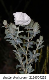Tall plant with spikes and large white flower. Texas Prickly Poppy with black background. Isolated closeup. Argemone albiflora.