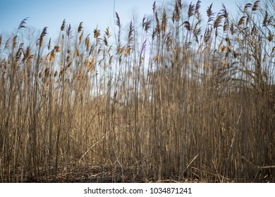 Tall Plot Dune Grass Beach On Stock Photo 1034871241 | Shutterstock