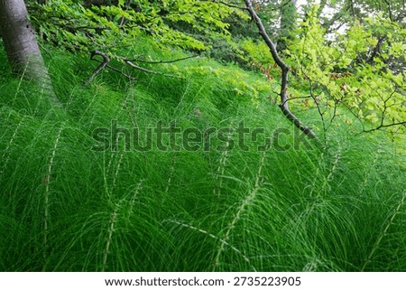 A tall plume grass patch stands waist high near a tree, with airy seed heads that look soft and feathery. The scene feels cool and calm in open summer greenery.