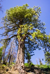 Tall Ponderosa Pine (Pinus Ponderosa) Tree Growing In Yosemite National Park, Sierra Nevada Mountains, California