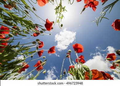 Tall Poppies See From Below