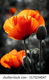 Tall poppy flower with green closed buds