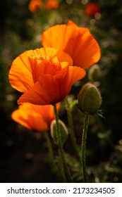 Tall poppy flower with green closed buds at sunset