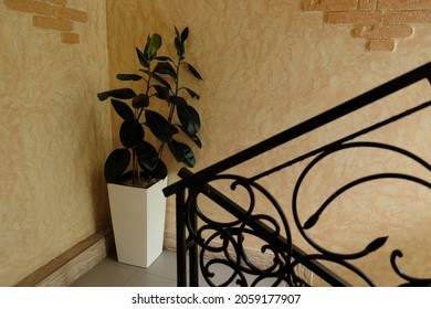 Tall Potted Plant In The Stairwell