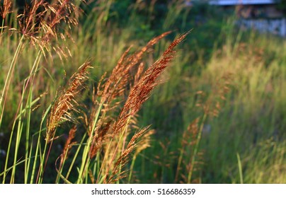 Tall Prairie Grass Backlit