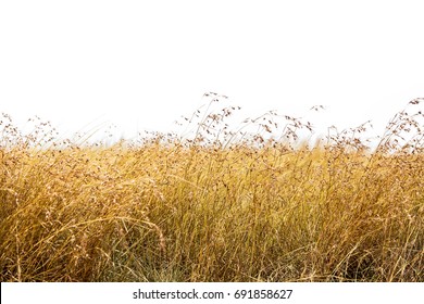 Tall Red Oat Grass Isolated On White For Easy Extraction